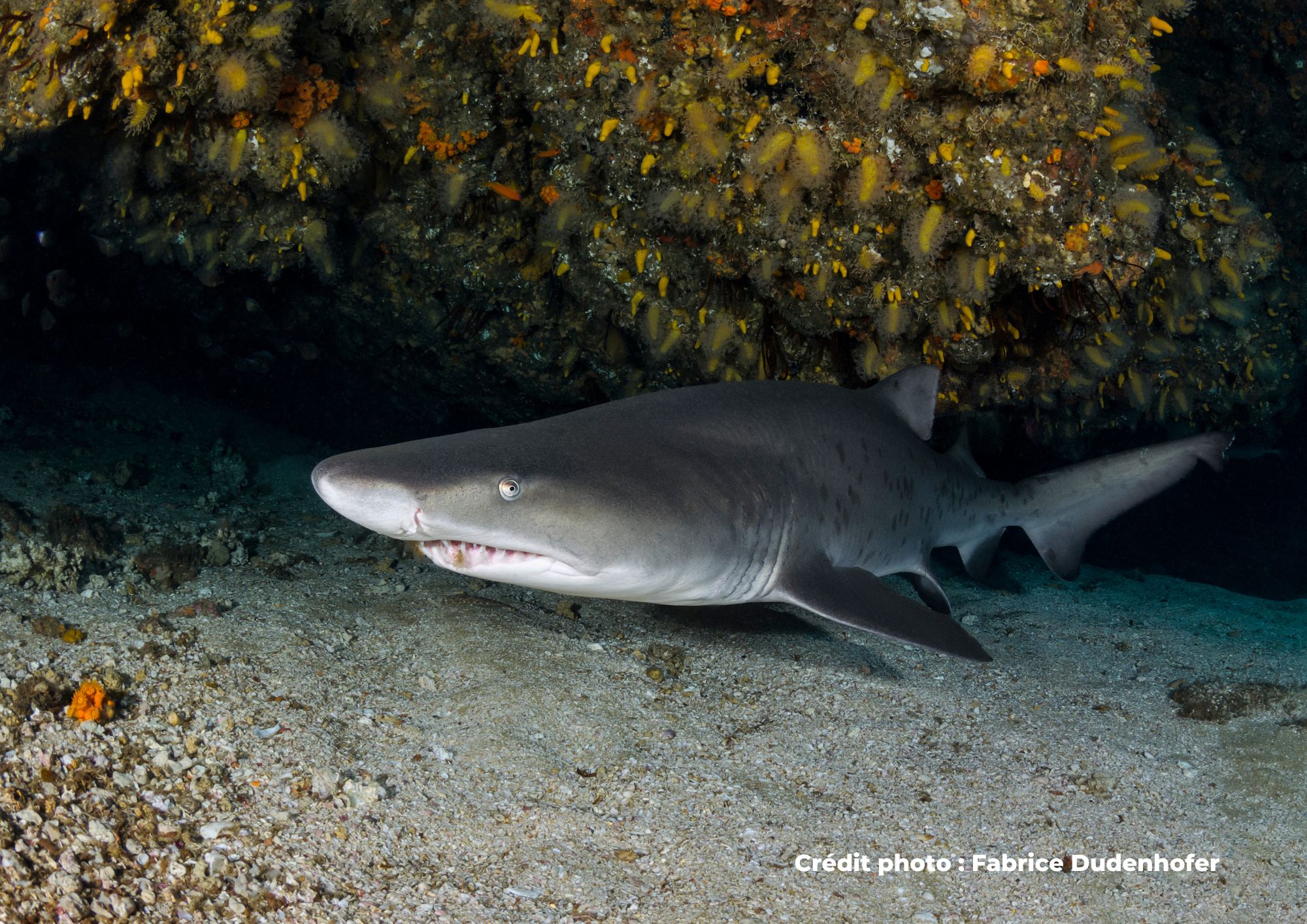 requin-taureaux
